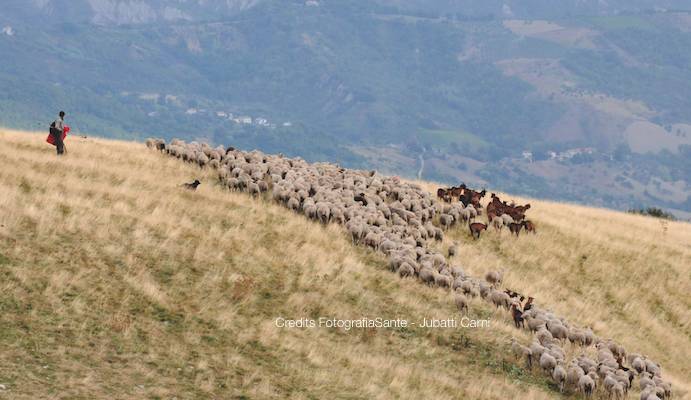 Credits fotografia-Sante-Jubatti carni-majelletta-pascolo abruzzo.jpg Credits fotografia-Sante-Jubatti carni-majelletta-pascolo abruzzo.jpg